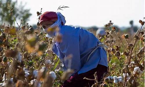 乌兹别克斯坦 棉花_乌兹别克斯坦棉花种植面积