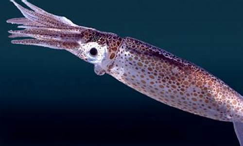 arrow squid